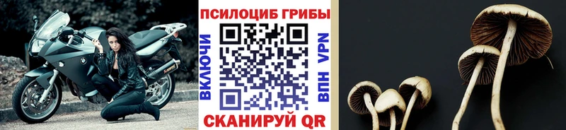 цены наркотик  Пучеж  KRAKEN как войти  Псилоцибиновые грибы прущие грибы 